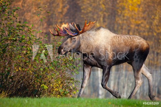 Picture of Moose Bull Walking Male Alaska USA